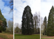 Arbres reamrquables, ces séquoias agrémentent le Parc de Brugelette