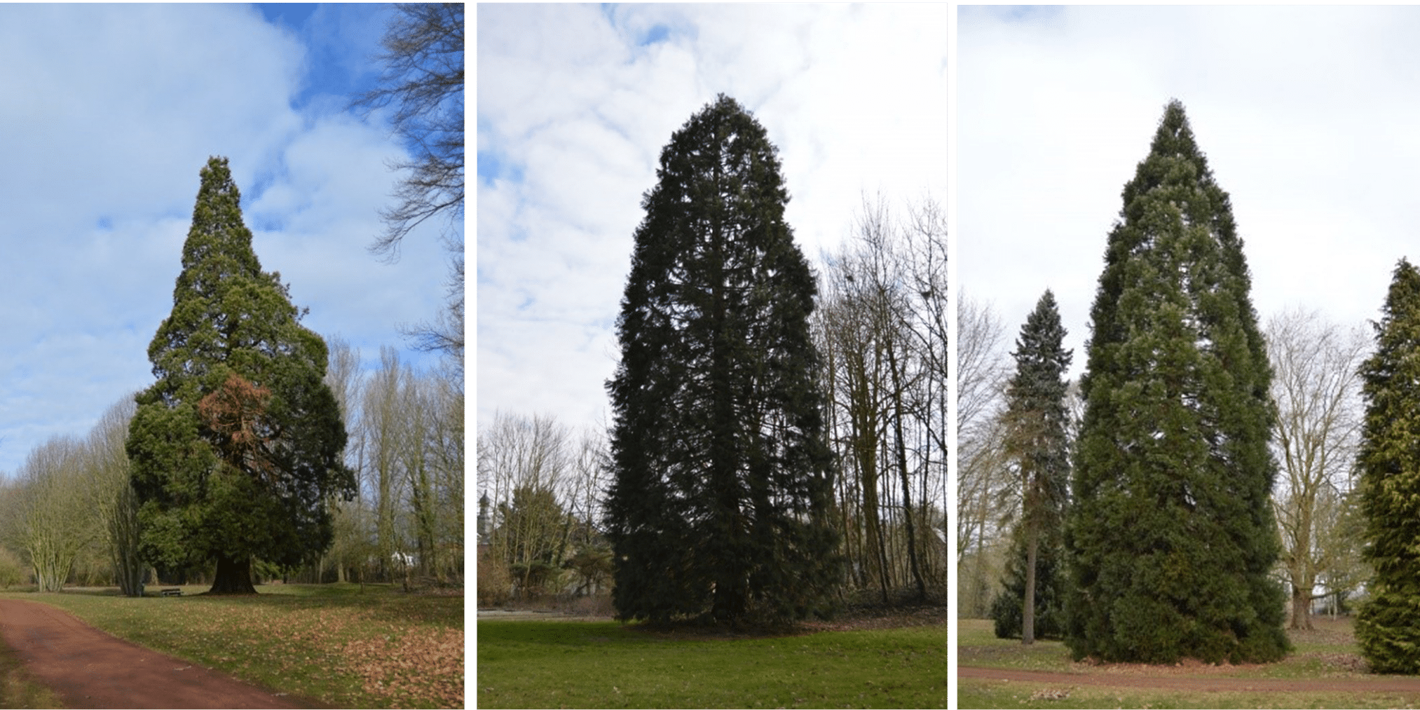 190608 833, 32227, 32226 Arbres reamrquables, ces séquoias agrémentent le Parc de Brugelette