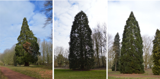 Arbres reamrquables, ces séquoias agrémentent le Parc de Brugelette