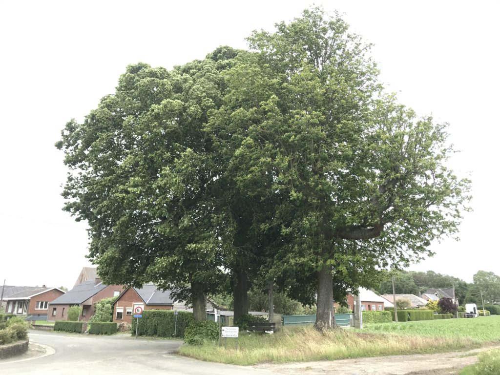 Trois arbres remarquables à la Croix du Cadets près de la Ferme du Cadet.