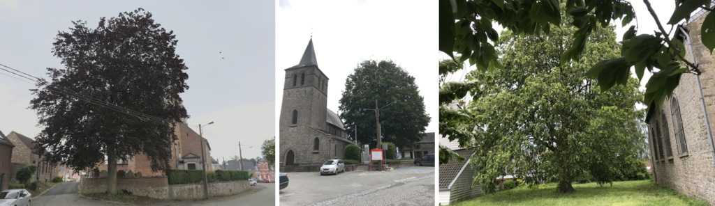 Rares sont les églises rurales sans arbres remarquables à proximité.