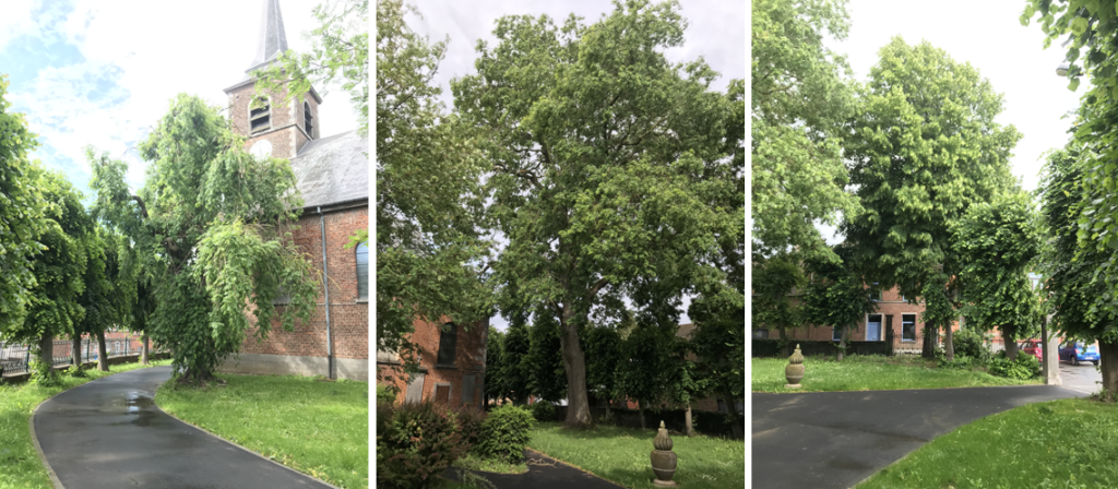 tris arbres remarquables au parc de l'église de Brugelette. Un de chez nous, un japonais et un hollandais.