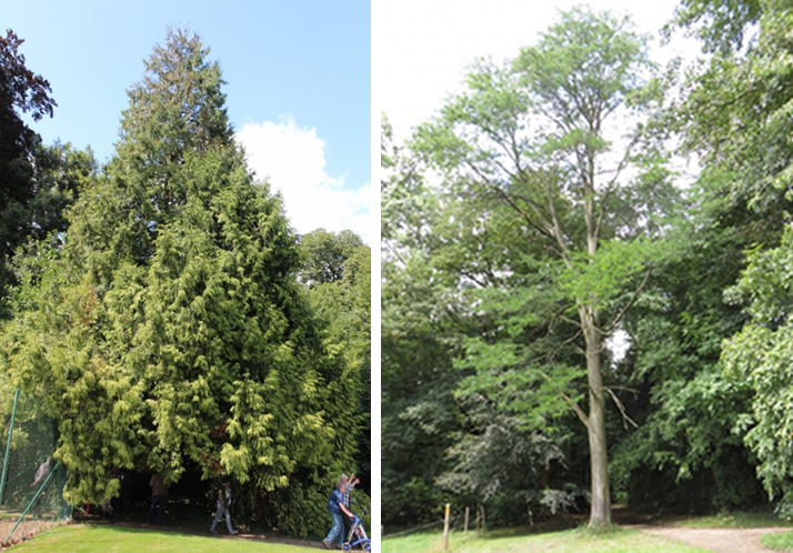 Le parc du Château d'Attre est agrémenté de deux arbres remarquables: un Tuya de Californie et un Févier d'Amérique