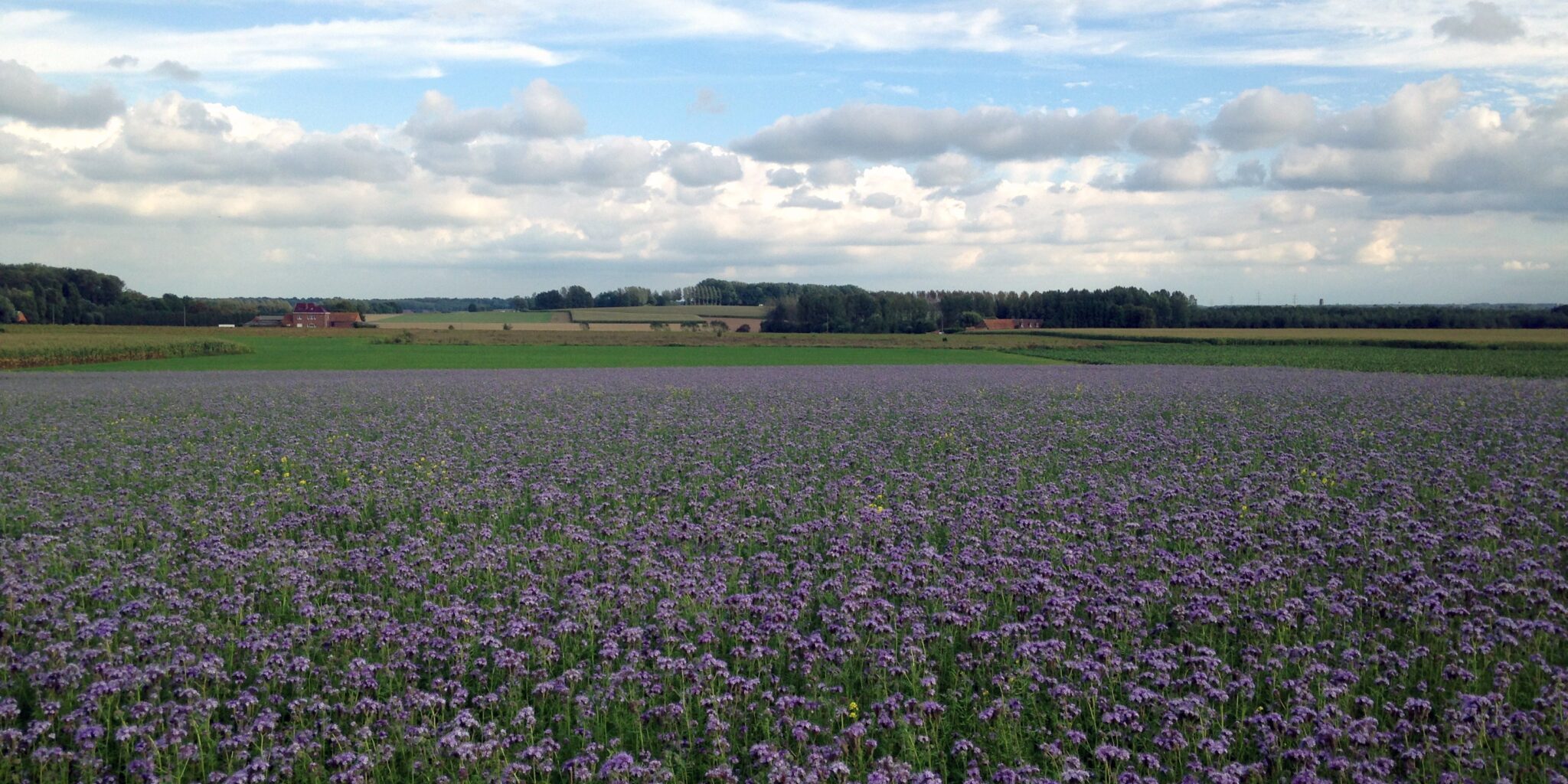 ZPP – Plaine de Mévergnies, gages, Bollignies 1 ZPP - Plaine de Mévergnies, gages, Bollignies 1