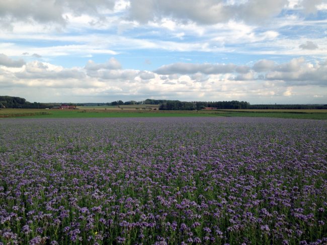 ZPP – Plaine de Mévergnies, gages, Bollignies 1 ZPP - Plaine de Mévergnies, gages, Bollignies 1