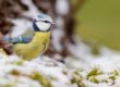 Oiseaux - en hiver