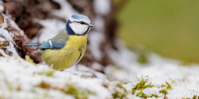 00 credit_photo_francois_schneider_650 Oiseaux - en hiver