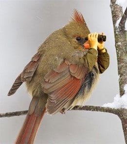 Oiseaux - Chercher la nourriture