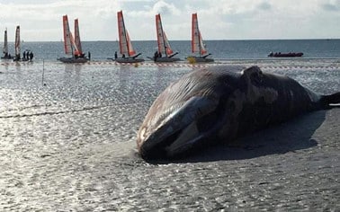 Baleine échouée