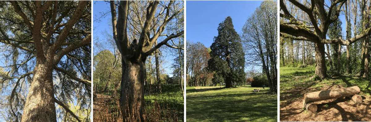 Le parc de Brugelette - 4 arbres