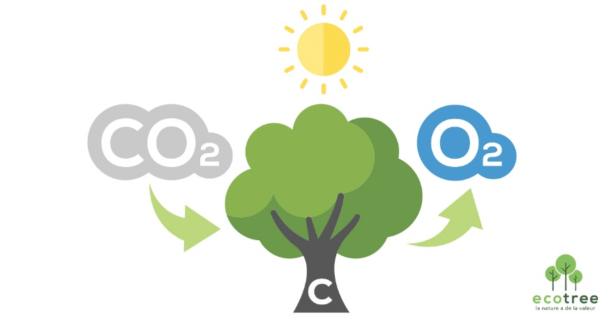 Cycle de l'arbre - Absorption CO2 - rejet O2