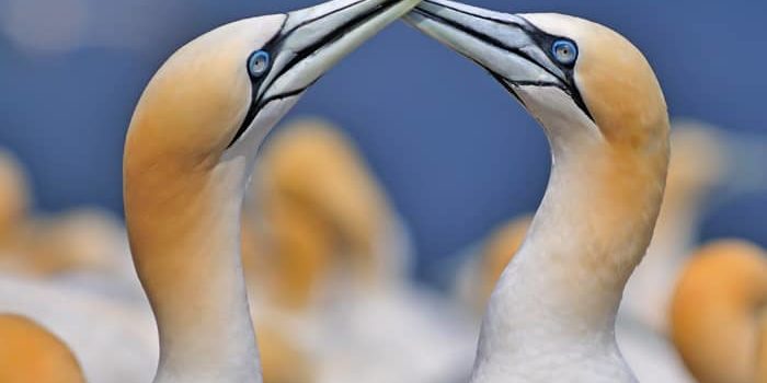 Maltraitance - parade amoureuse des fous de Bassan