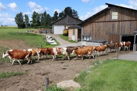 Gages aujourd'hui - les vaches vont direct au pâturage