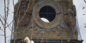 Les cigognes - Abbaye de Cambron-Casteau