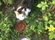 Chat 1