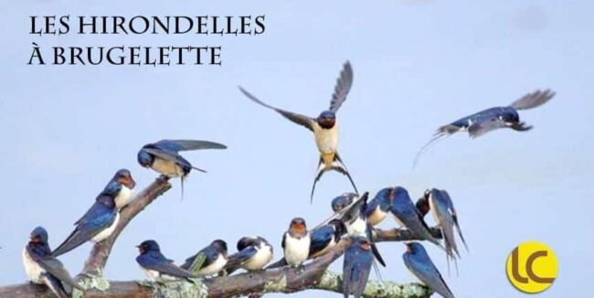 Les hirondelles à Brugelette